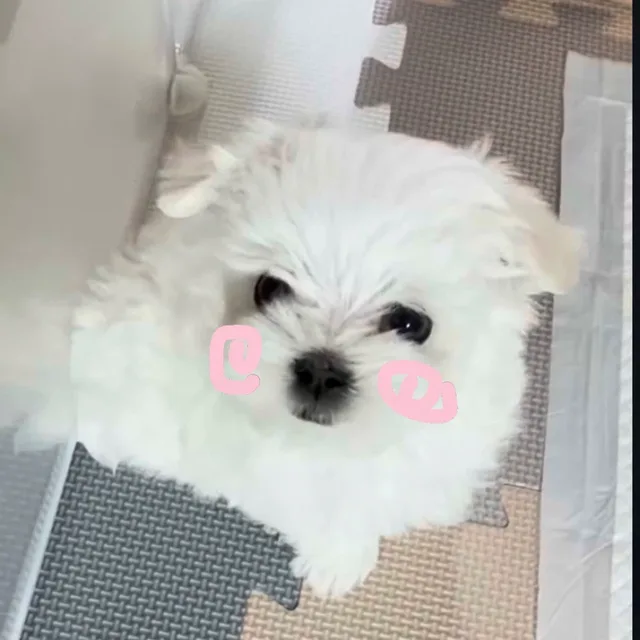 야옹
