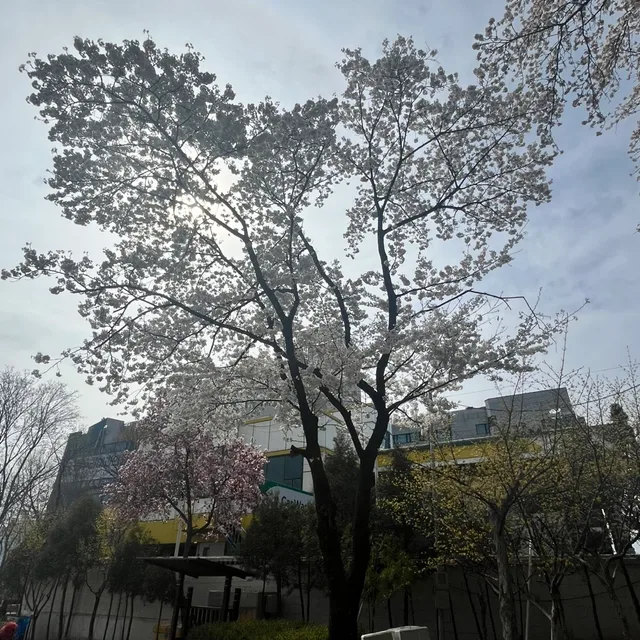 곰이