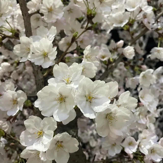 벚꽃