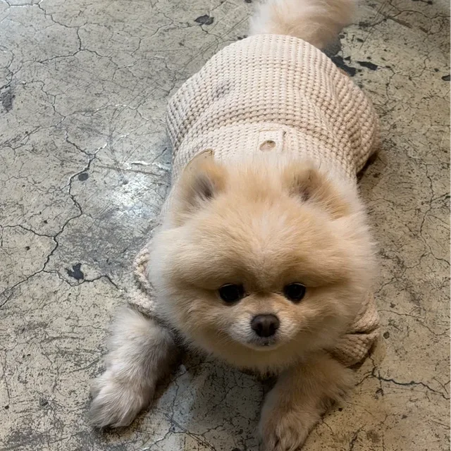 배찌