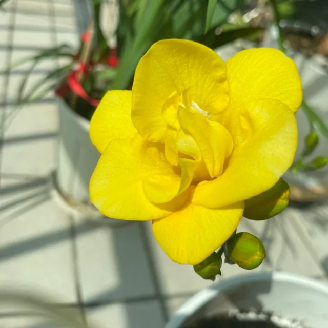 프리지아80대곡