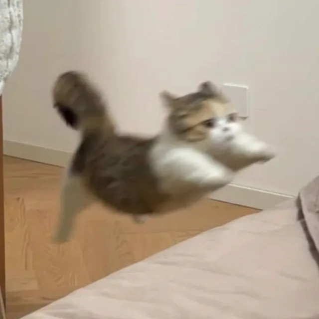 맹고