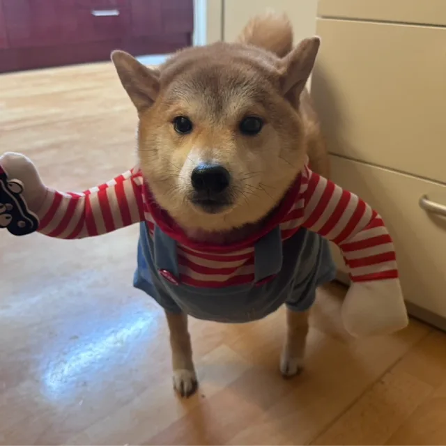멍망구