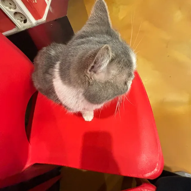 세언