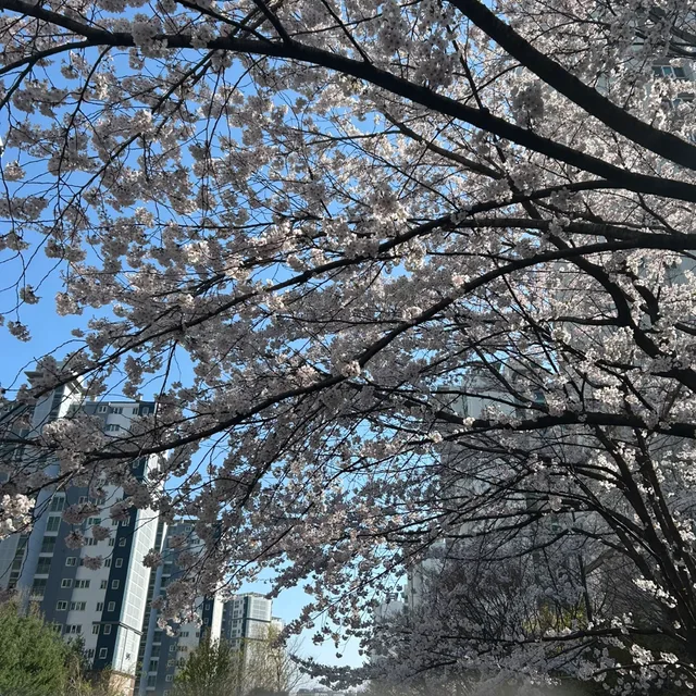 꽃잎동자