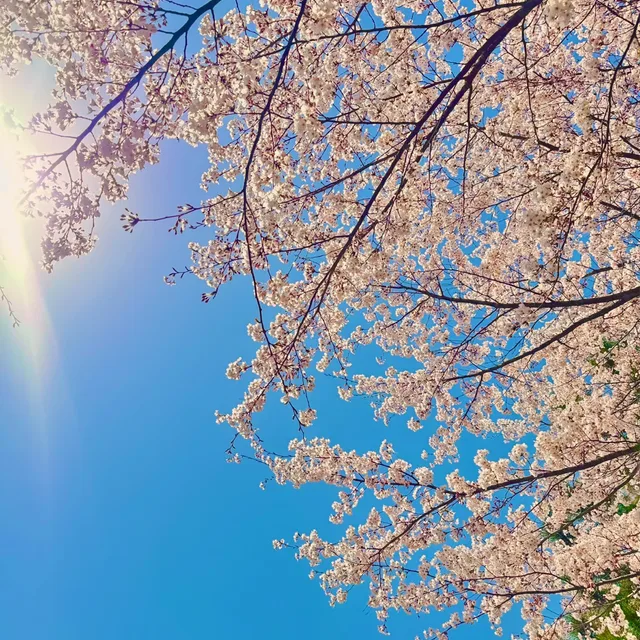 당근미니