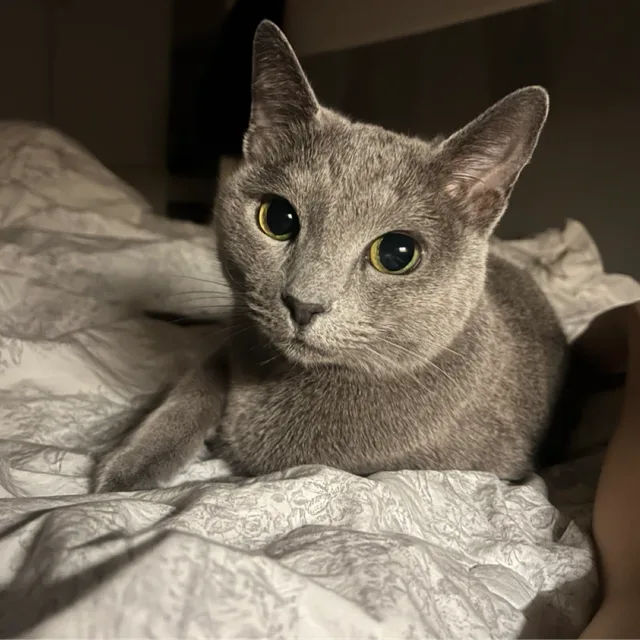 찡이