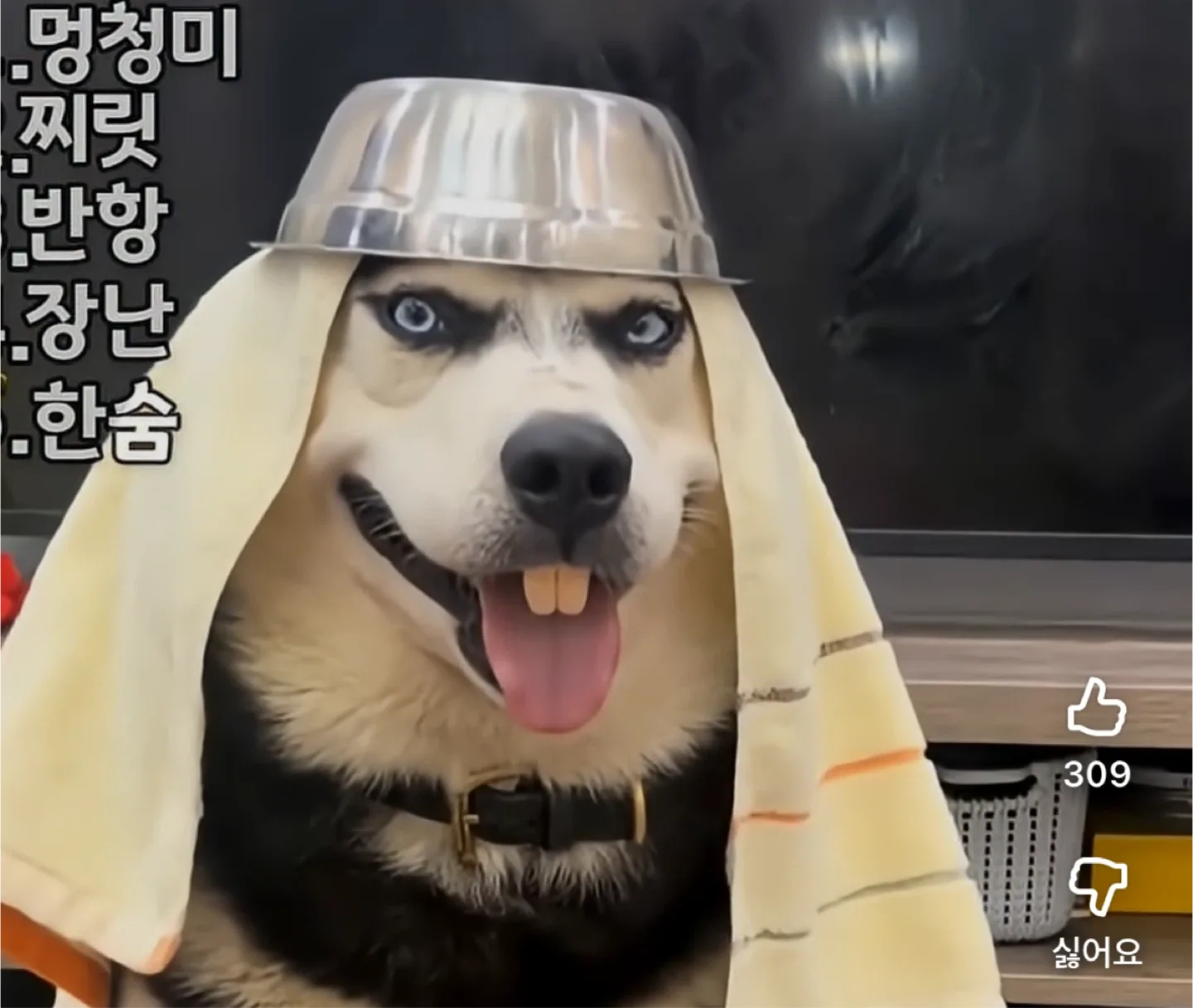 제제이
