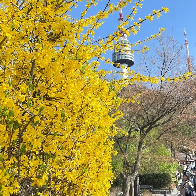 개나리