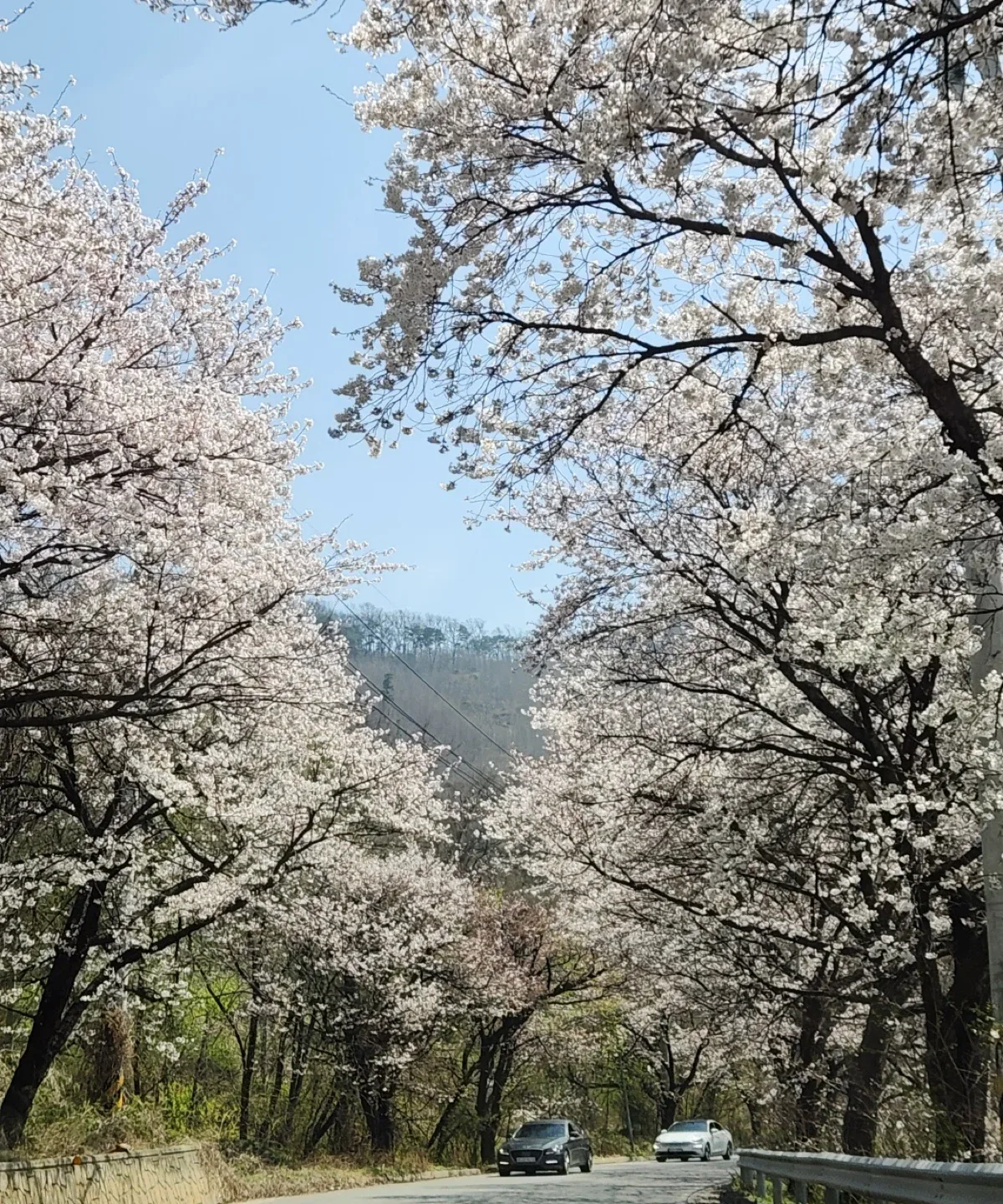 루츠피니