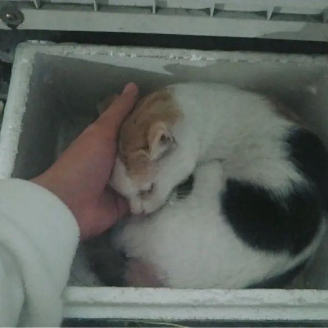감자도리