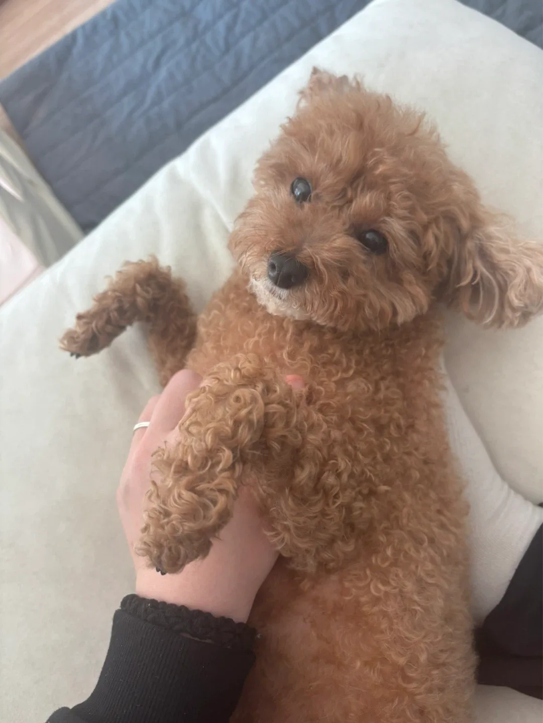 파이
