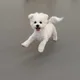 오잉