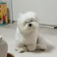 왈아쵸