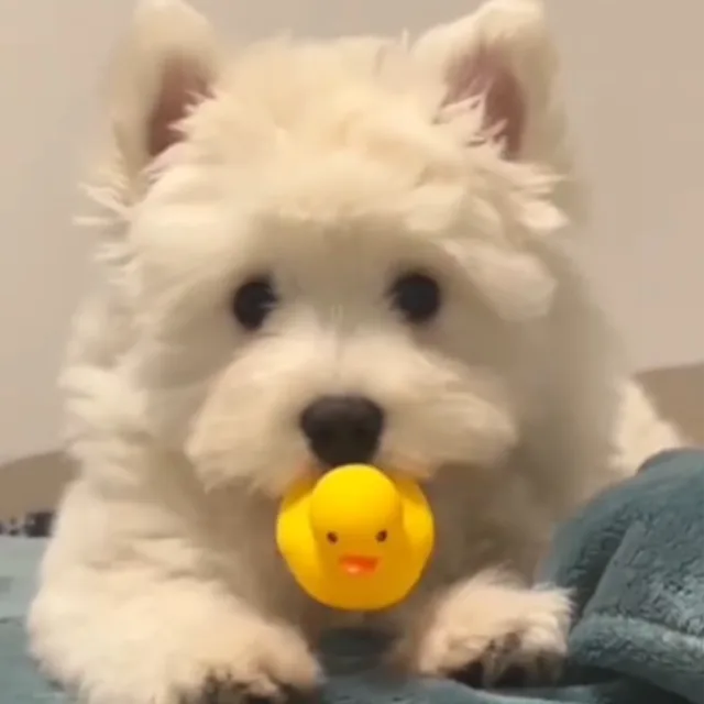 오라이