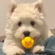 오라이