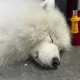머구