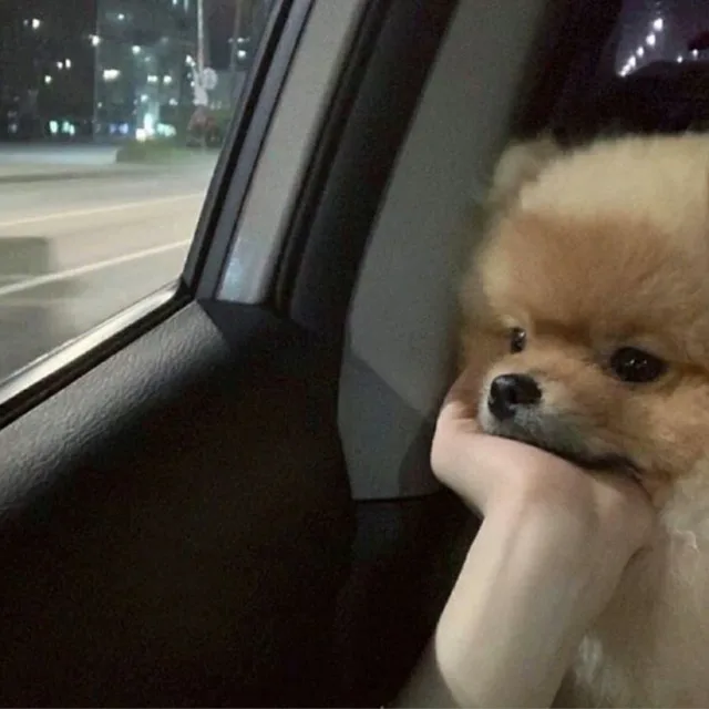 당근당근