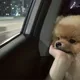 당근당근