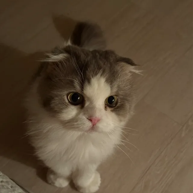 치평밥이