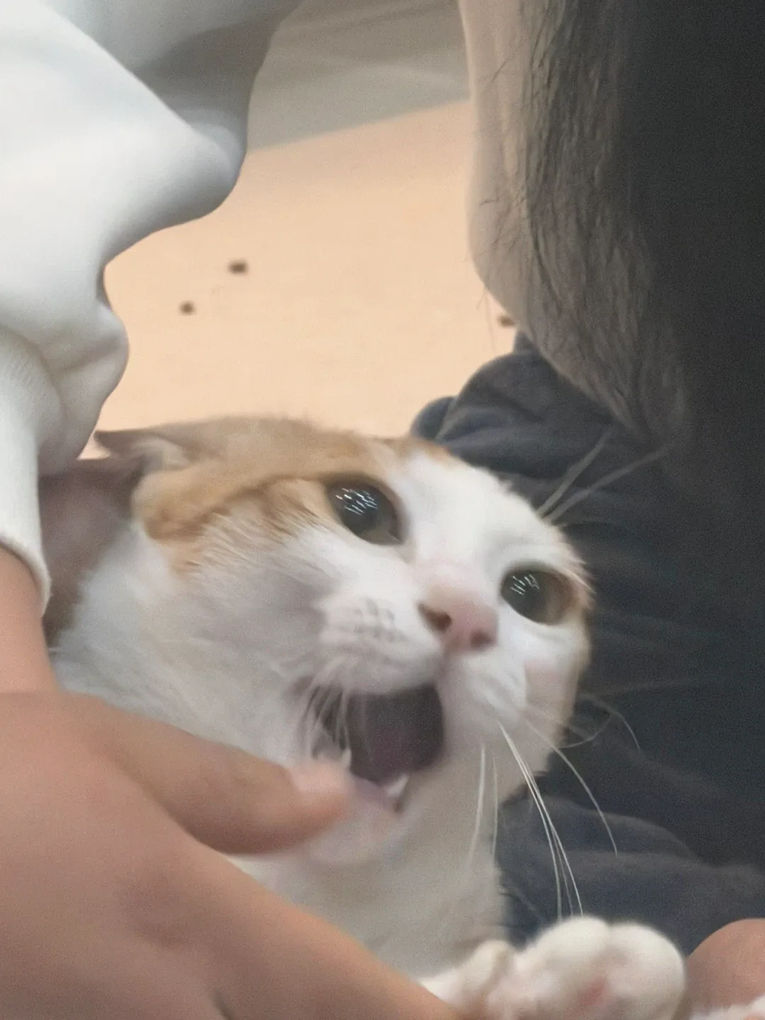 고양이