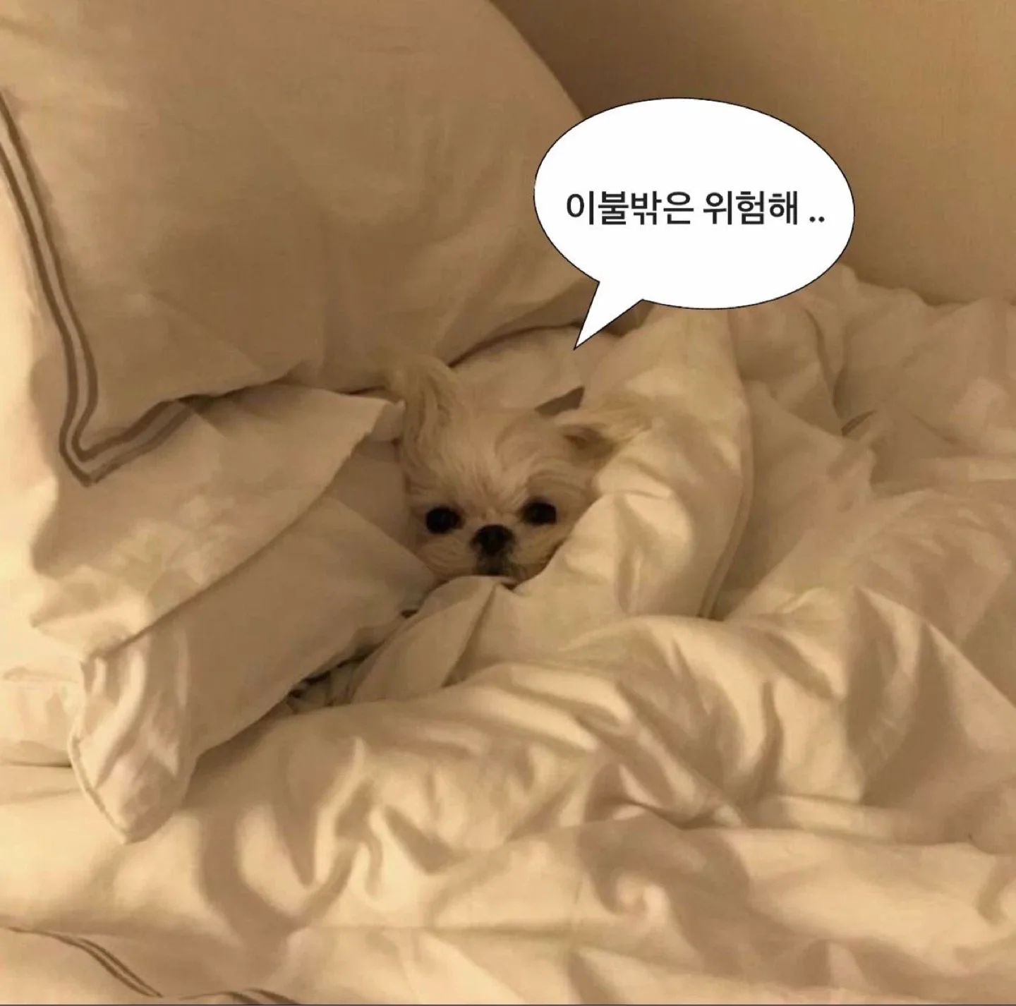 당근먹는강아지
