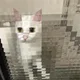 김다팜