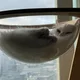 주르륵냥이