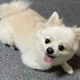 흰둥이