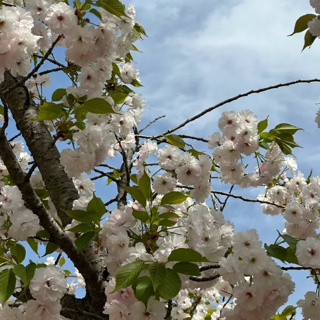 당근해요