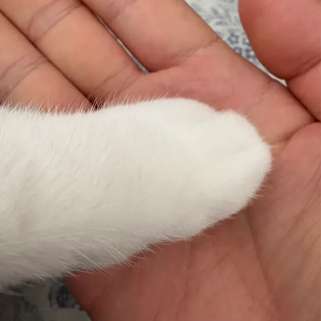 애옹이