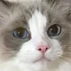 여기는우주냥