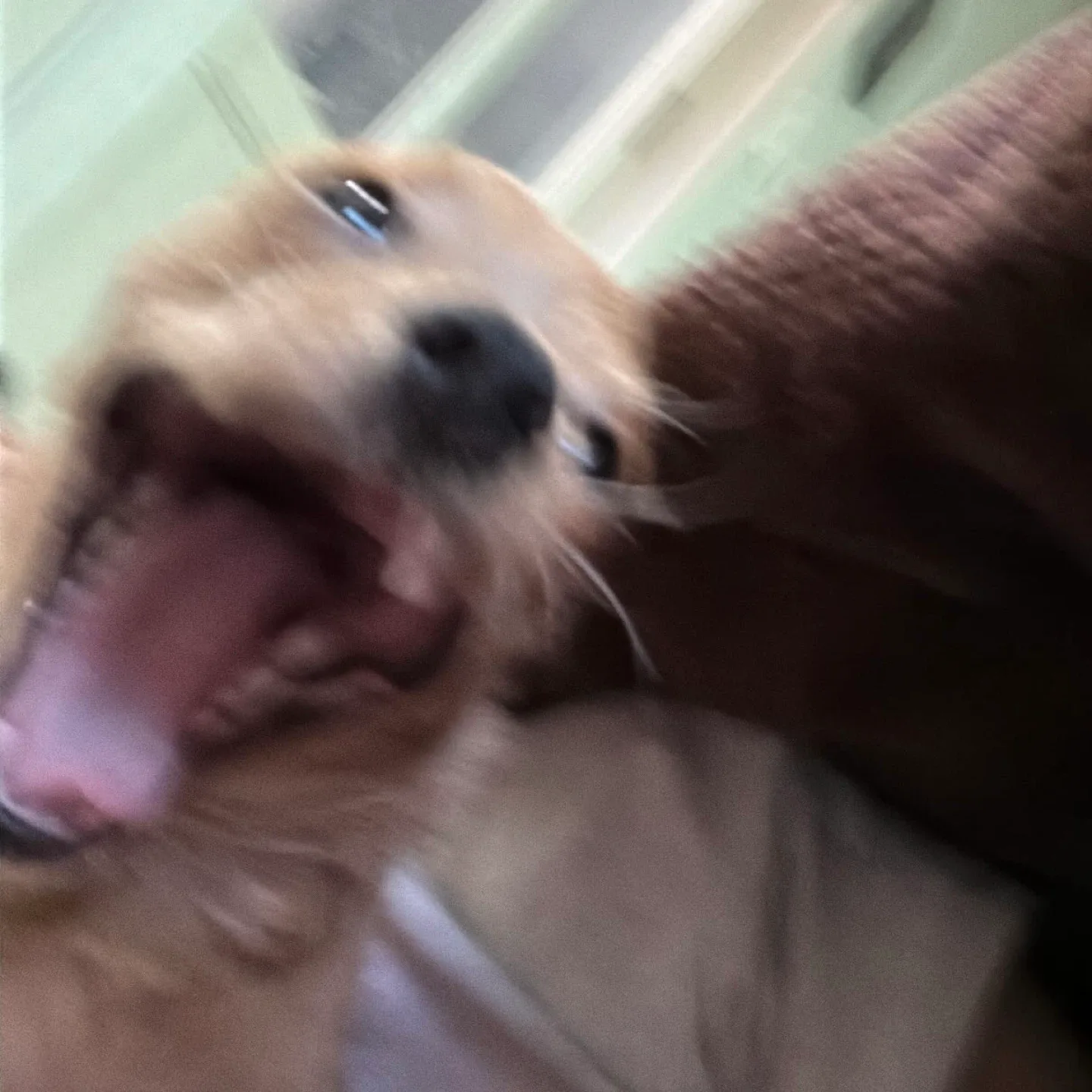 왕멍망웅