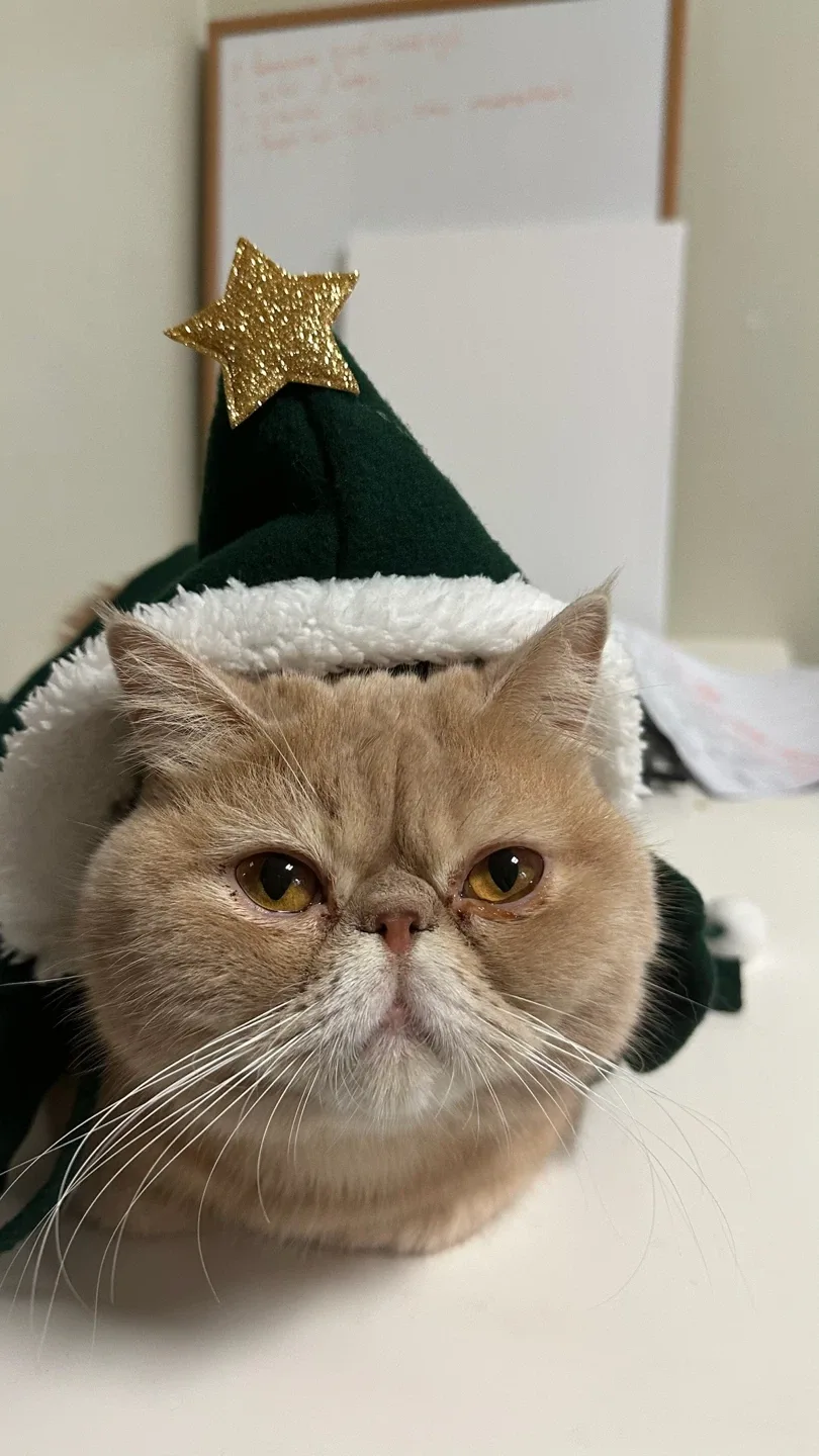 귤이