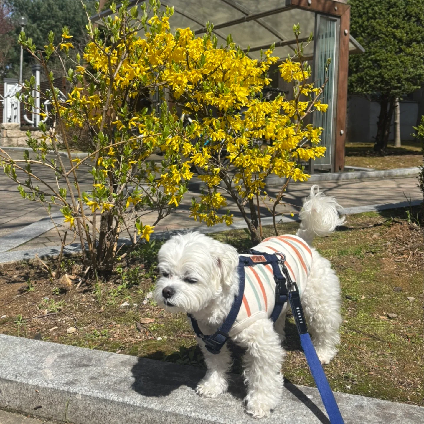 몽신