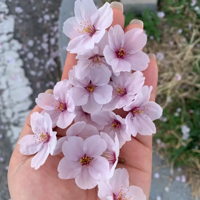 센트럴푸