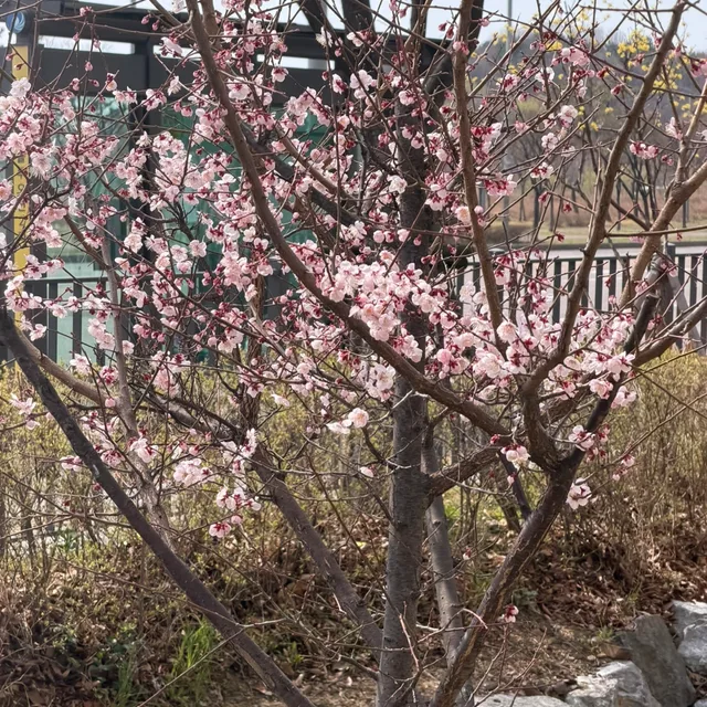 스른마흔다슷살