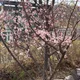 스른마흔다슷살