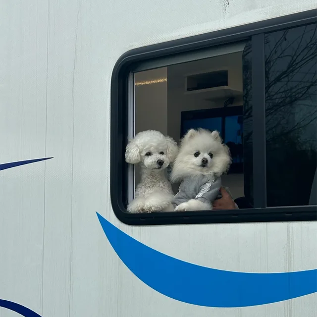 당근별