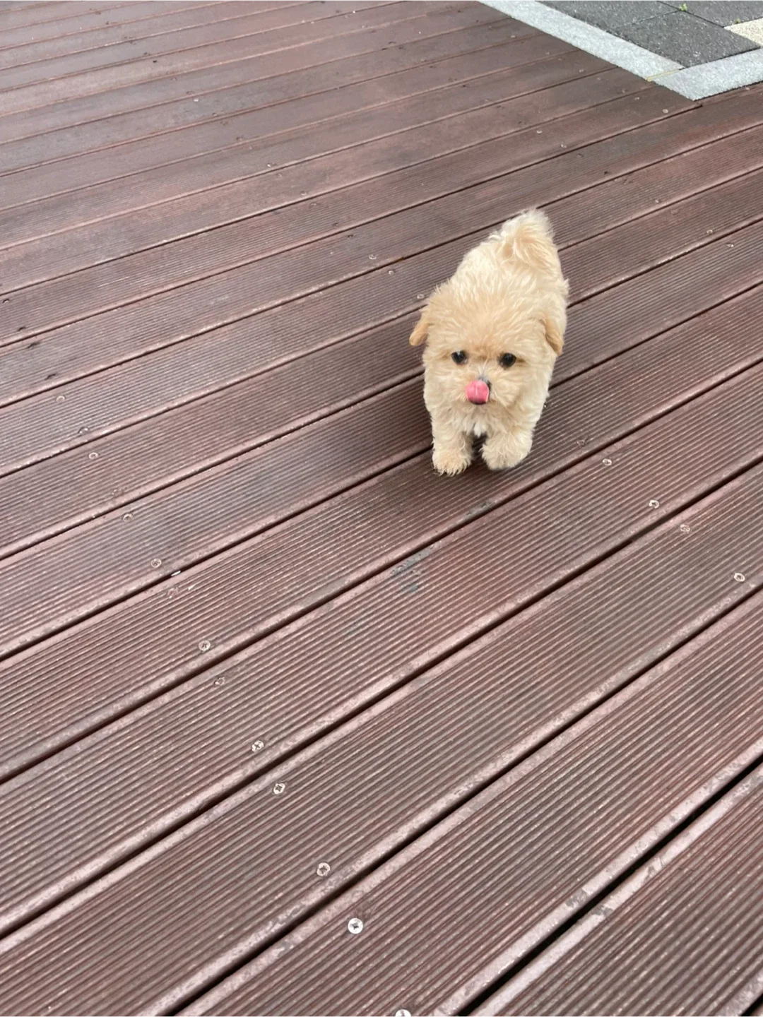 mh