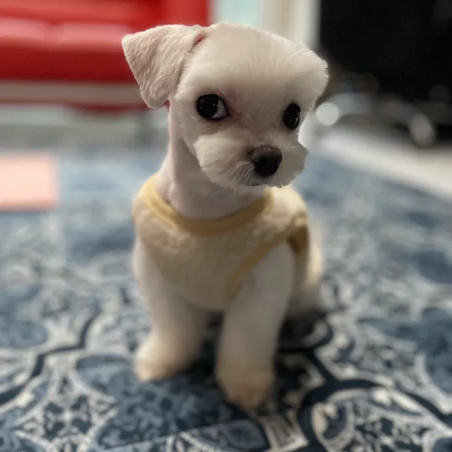 제니