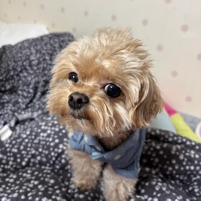 멍집사