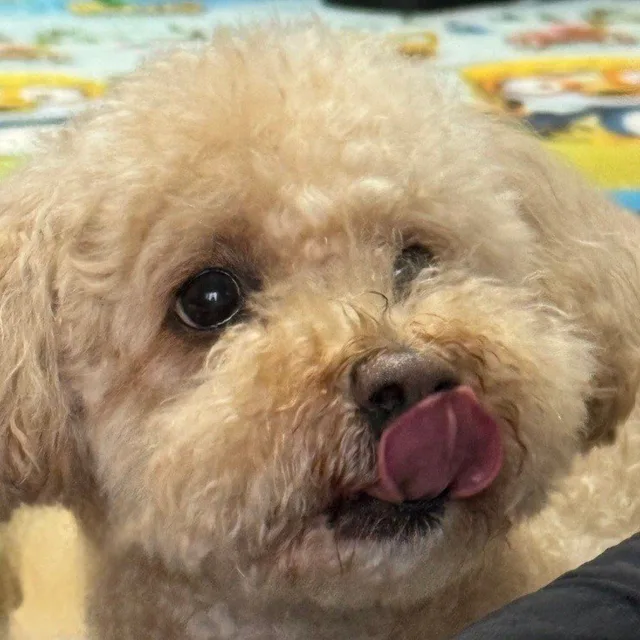 노홍삼