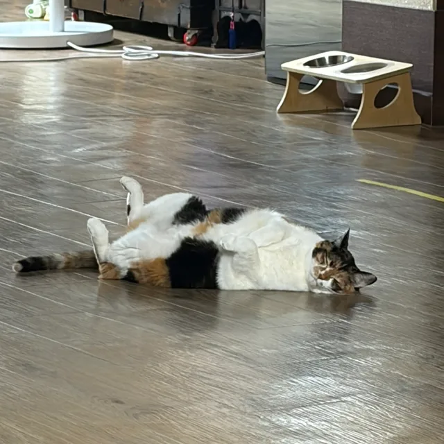 또롱