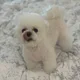 체리콕