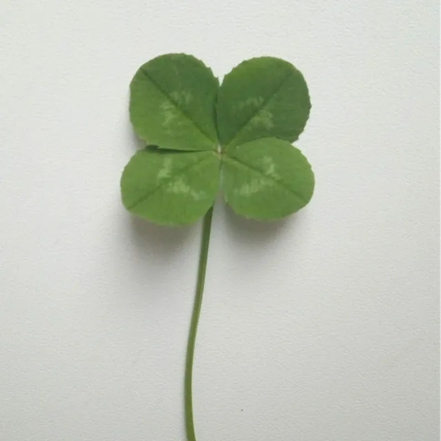 lucky