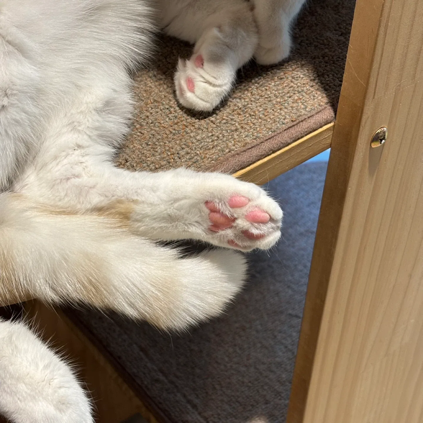 뇽뇽