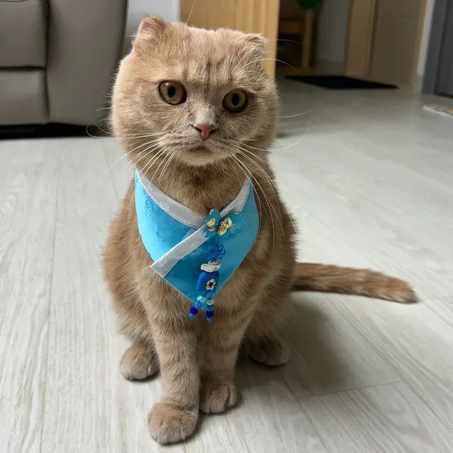 금강붉은젤리