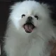 포메포메