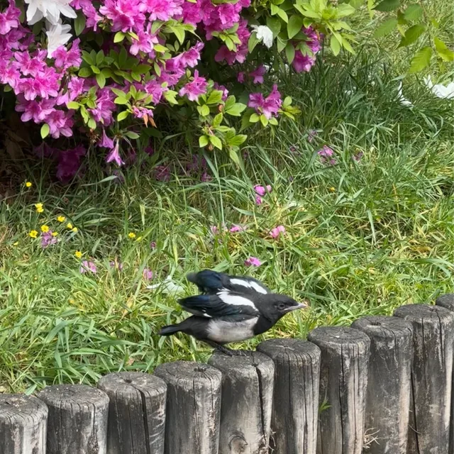 네모